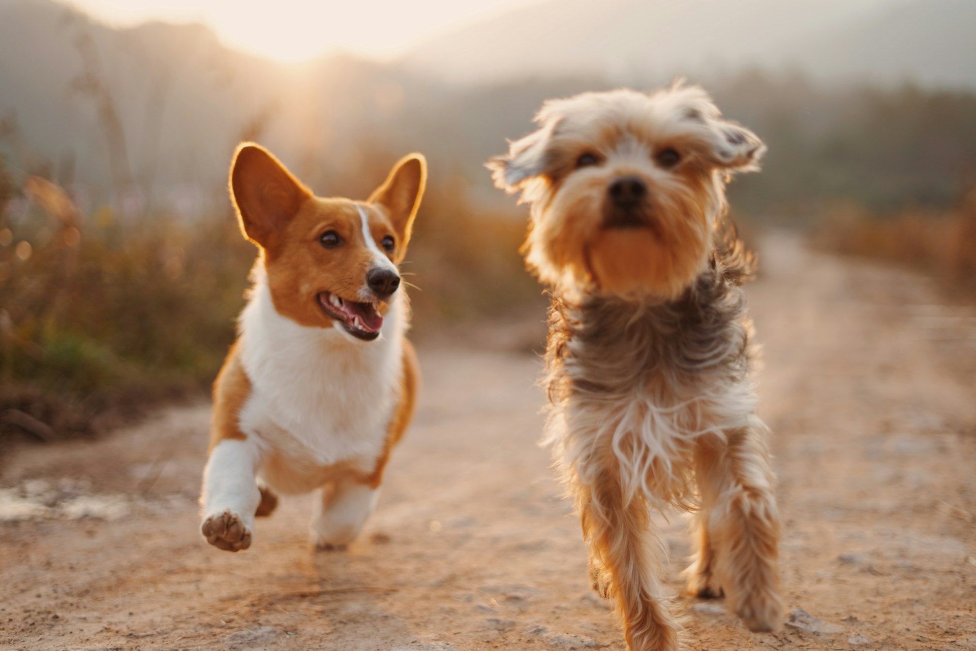 Zwei Hunde laufen auf einem Weg