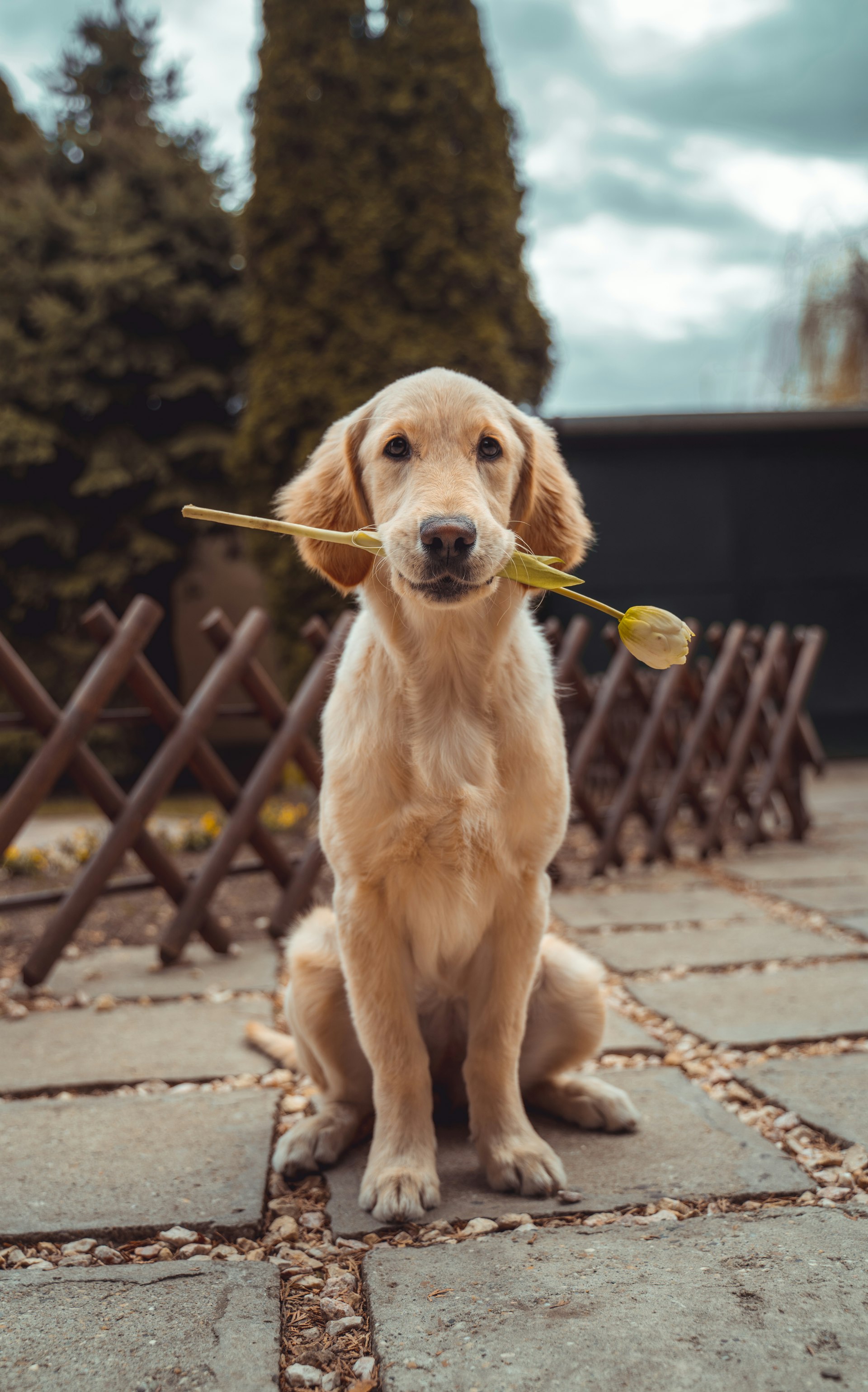 Retriever mit einer gelben Blume im Maul