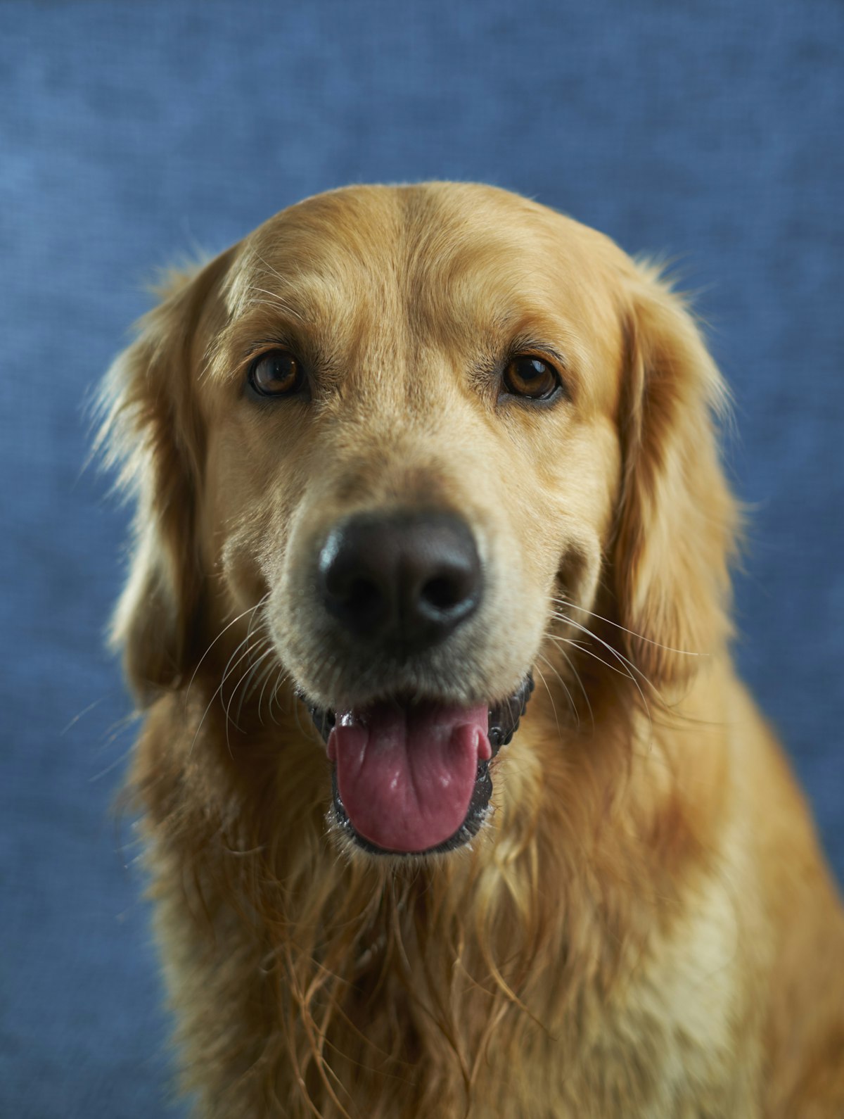 Golden Retriever im Porträt