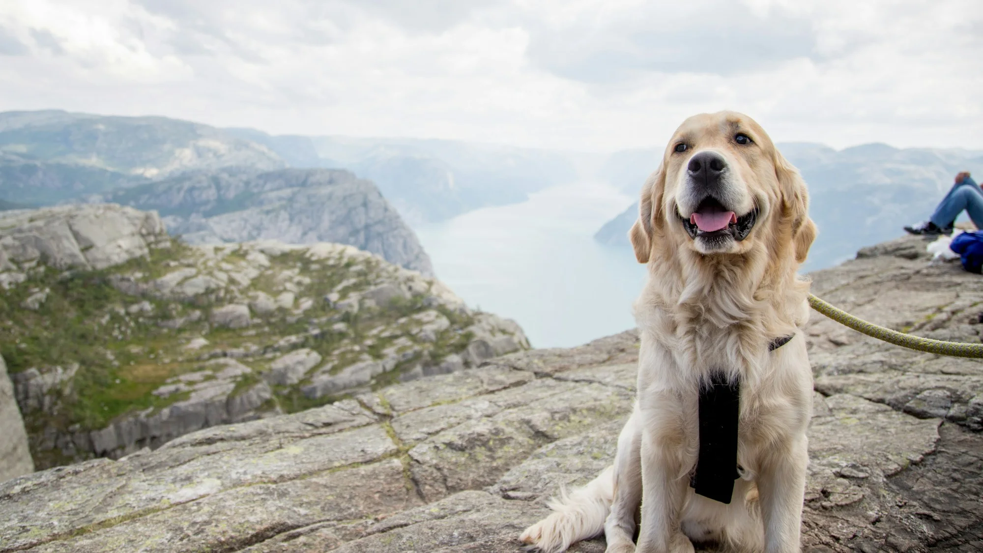 Golden Retriever auf dem Preikestolen über dem norwegischen Lysefjord
