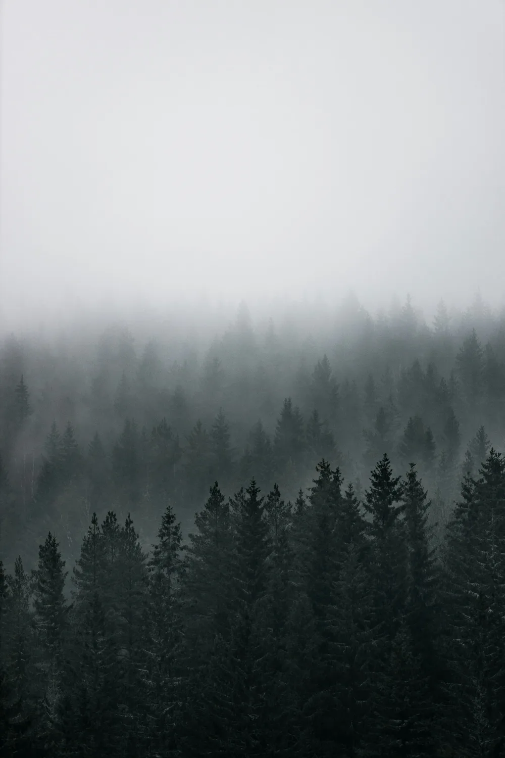 Nebel zieht über den Nadelwald in Maridalen bei Oslo